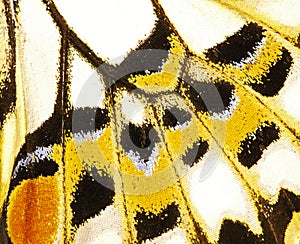 A fragment of a wing of the lime swallowtail butterfly.
