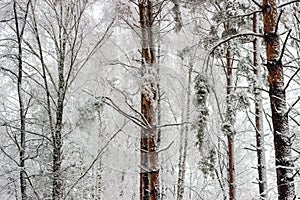 Fragment of winter forest during a heavy snowfall