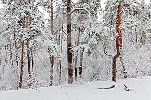Fragment of winter pine forest during a heavy snowfall