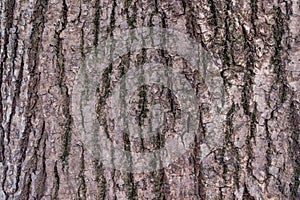 Fragment of wood structure of gray-brown bark of the post oak tree in close-up. Natural organic texture background for design