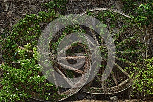 Fragment of the  wooden ancient wheels overgrown with grass