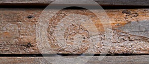 Fragment of a wooden building. Close up. Boards damaged by bark beetles covered with patterns of their passages