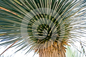 A fragment of Yucca rostrata palm against the sky in sunny day.