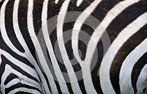 Fragment of zebra skin. Kenya. Tanzania. National Park. Serengeti. Maasai Mara.