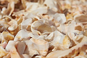 Fragments of broken shells on the shores of the Atlantic Ocean as a background.