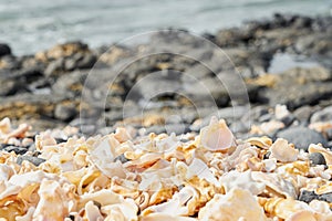 Fragments of broken shells on the shores of the Atlantic Ocean as a background with pebble.