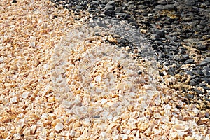 Fragments of broken shells on the shores of the Atlantic Ocean as a background with pebble.