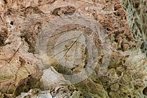 Fragments of fossil leaves in a calcareous tufa