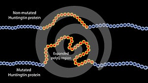 Fragments of the healthy and mutant Huntingtin proteins, the cause of Huntington's disease