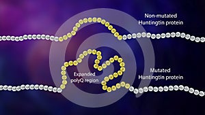 Fragments of the healthy and mutant Huntingtin proteins, the cause of Huntington's disease