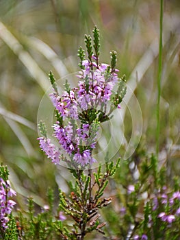 Fragments of pink bog plant on fuzzy background