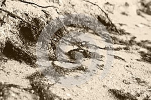 Fragments of seaweed plants on sand of the beach