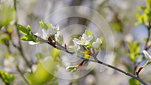 Fragrance of flowers. Beautiful cherry blossoms, white petals blossomed in spring. Slow motion.