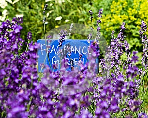 Fragrance garden