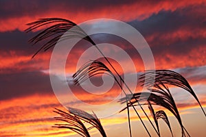 Fragrance of silver grass