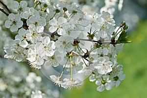 Fragrant apple tree flowers photo