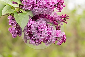 Fragrant and beautiful Lilacs in Springtime