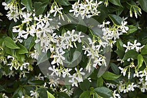 Fragrant blossom of Trachelospermum jasminoides