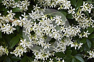 Fragrant blossom of Trachelospermum jasminoides