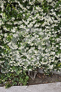 Fragrant blossom of Trachelospermum jasminoides