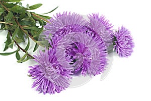 Fragrant bouquet of autumn flowers asters isolated