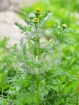 Fragrant chamomile Matricaria discoidea grows in nature