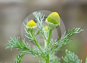 Fragrant chamomile Matricaria discoidea grows in nature