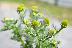 Fragrant chamomile (Matricaria discoidea) grows in nature