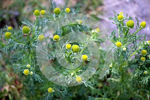 Fragrant chamomile (Matricaria discoidea) grows in nature