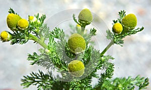 Fragrant chamomile (Matricaria discoidea) grows in nature