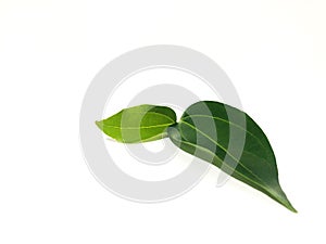 Fragrant cinnamon leaf on a white background