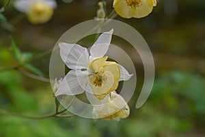 Fragrant columbine Aquilegia fragrans, a yellow-white flower