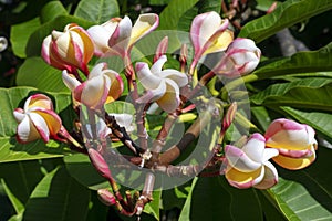 Fragrant and dainty frangipani flowers also known as plumeria, deciduous shrub found in many tropical countres