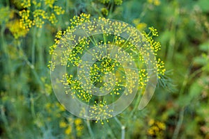 Fragrant dill on the garden in the garden