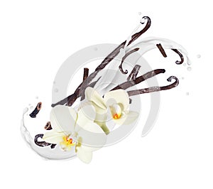 Fragrant dried vanilla sticks with flower in milk splashes on a white background