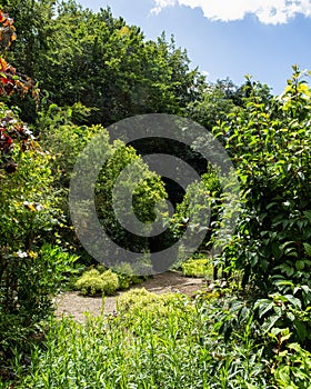 Fragrant English Herb Garden on sunny summer day