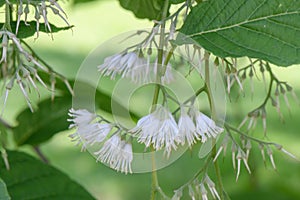 Epaulette tree Pterostyrax hispidus, pending, fragrant white flowers photo