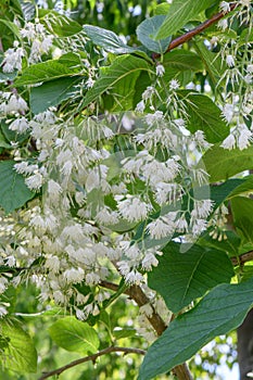 Epaulette tree Pterostyrax hispidus, tree with pending white flowers photo