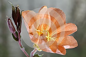 Fragrant Evening-primrose - Oenothera stricta photo