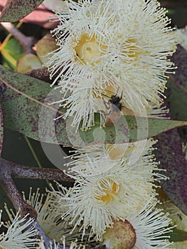 Fragrant Exotic Eucalyptus Globulus Blooms.