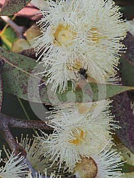 Fragrant Exotic Eucalyptus Globulus Blooms. photo