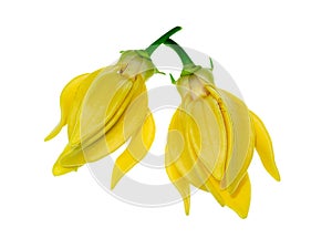 fragrant flowers of climbing ylang-ylang