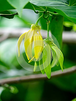 fragrant flowers of climbing ylang-ylang