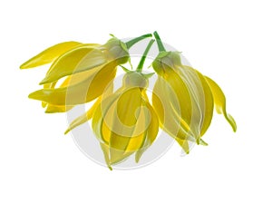 fragrant flowers of climbing ylang-ylang