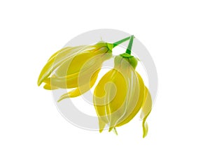 fragrant flowers of climbing ylang-ylang