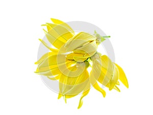 fragrant flowers of climbing ylang-ylang