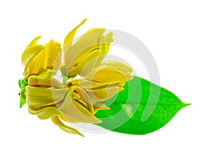 fragrant flowers of climbing ylang-ylang
