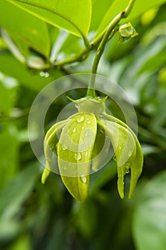 fragrant flowers of climbing ylang-ylang