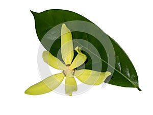 fragrant flowers of climbing ylang-ylang