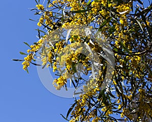 Fragrant flowers of Western Australian yellow wattle in spring.